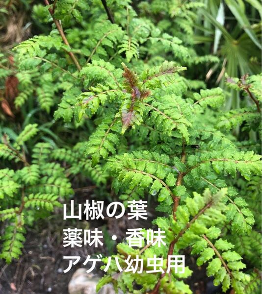 山椒の葉 無農薬 5〜10cm位 100枚 サンショウ 香味 アゲハ蝶幼虫の餌 薬味 枝付き