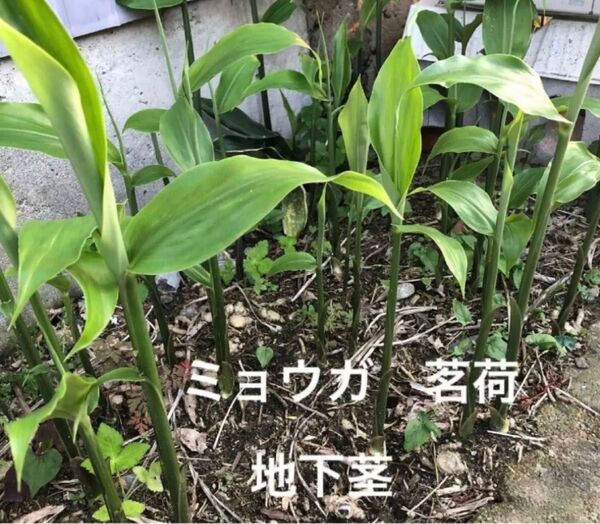無農薬 茗荷・みょうが・ミョウガの苗・地下茎 5株