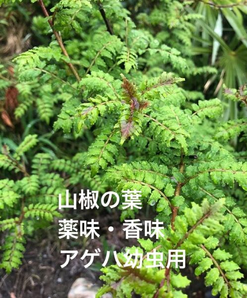 山椒の葉 無農薬 5〜10cm位 100枚超 サンショウ 香味 アゲハ蝶幼虫の餌 薬味 枝付き