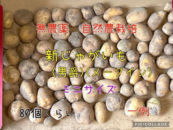 【N・T菜園】新じゃがいも(ミニサイズ)男爵、メークインMIX 神奈川県湘南地域産*価格相談ご遠慮下さい