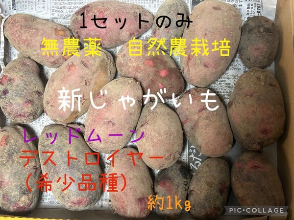 自然農栽培 新じゃがいも【希少品種・デストロイヤー】【レッドムーン】約1kg超 1セット限定*価格相談ご遠慮下さい