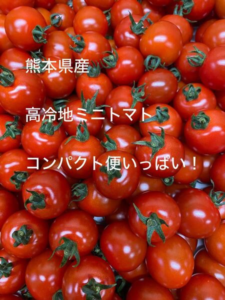 熊本県産 高冷地朝採りミニトマト コンパクト便いっぱい!