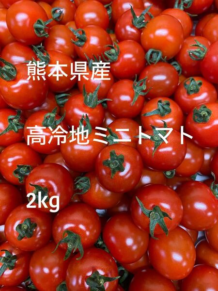 熊本県産 高冷地朝採りミニトマト 2kg〜