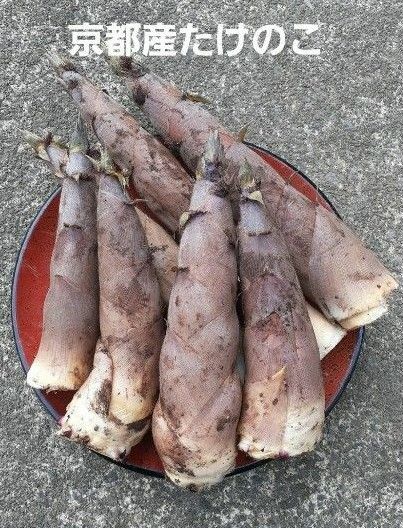 京都産 無農薬 朝掘り採れたてたけのこ約2キロ