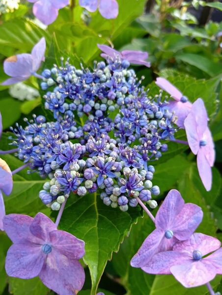 紫陽花の挿し木3本