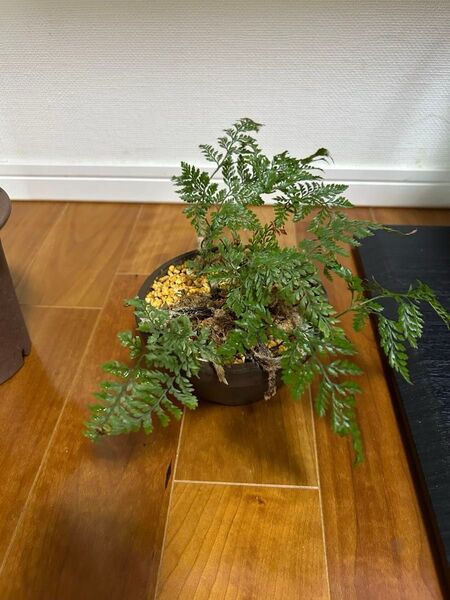 トキワシノブ 観葉植物 鉢植え