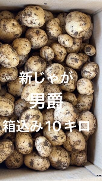 新じゃが 男爵 箱込み10キロ