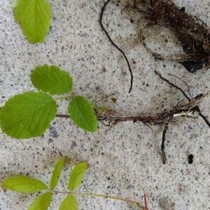 ★ラズベリー プチルビー 家庭菜園 無農薬 3本抜き苗セット★
