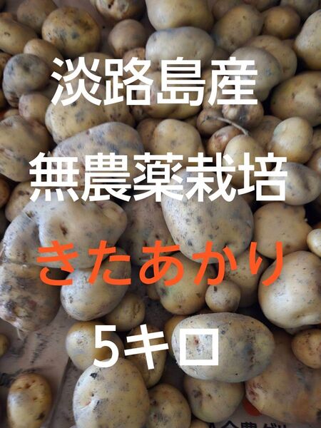 新じゃがいもキタアカリ5kg 兵庫県産 農薬不使用