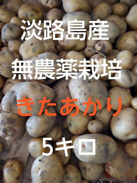 新じゃがいもキタアカリ5kg 兵庫県産 農薬不使用