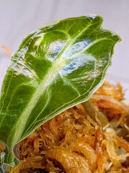 アロカシア ベノム Alocasia VENOM