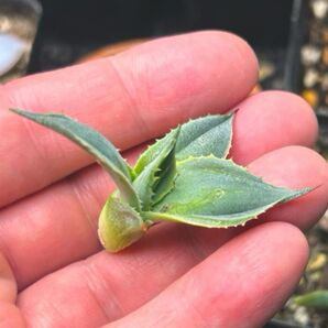 アガベ 風雷神錦(Agave potatorum ‘Variegata’) 子株 カキコ