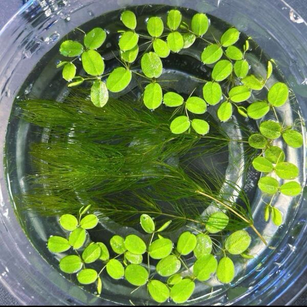 水草 マツモ5本 + オオサンショウモ5株 浮草 メダカの産卵床に 無農薬
