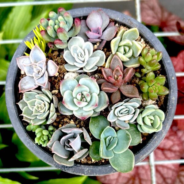 多肉植物 寄せ植え エケベリアなど 抜き苗とカット苗