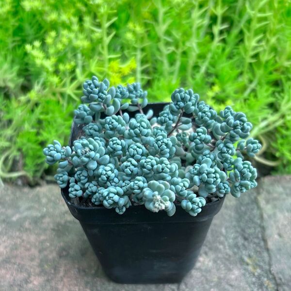 多肉植物 セダム パープルヘイズ 抜き苗 1ポット