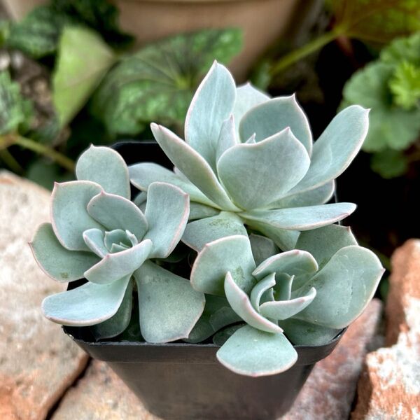 多肉植物 エケベリア サブセシリス 抜き苗 1ポット 現品