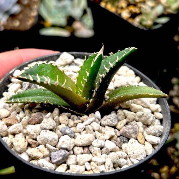 アガベ・レッドキャットウィーズル(Agave ‘Red Catweezle’)赤猫 抜き苗 カキコ 発根済み