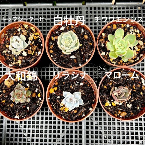 多肉植物 抜き苗 根付き エケベリア6種
