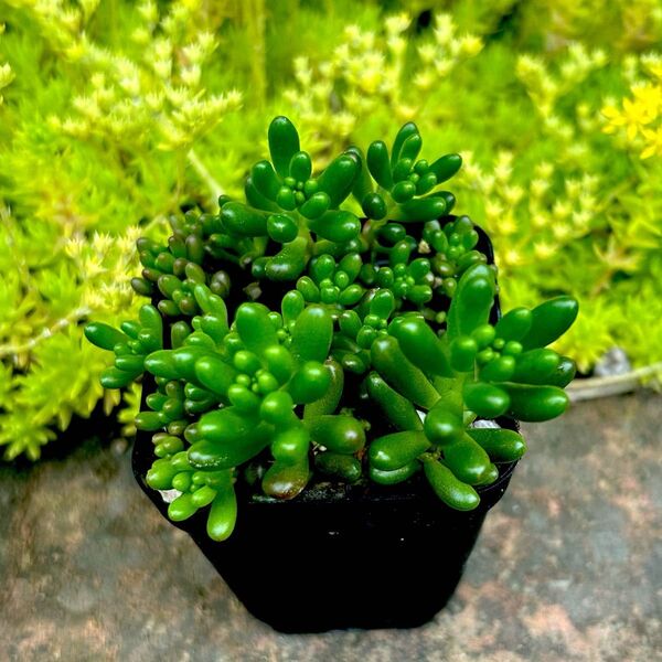 多肉植物 セダム 虹の玉 抜き苗 1ポット