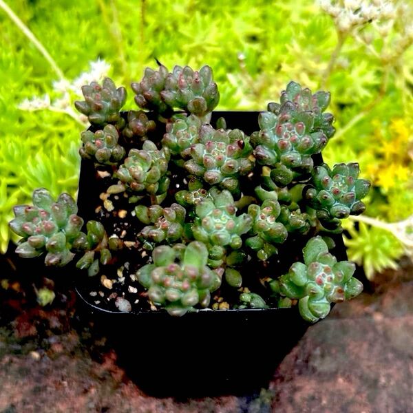 多肉植物 セダム ホワイトストーンクロプ 抜き苗 1ポット