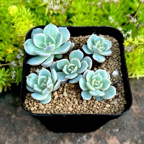 多肉植物 エケベリア ローラ カット苗+抜き苗 1ポット