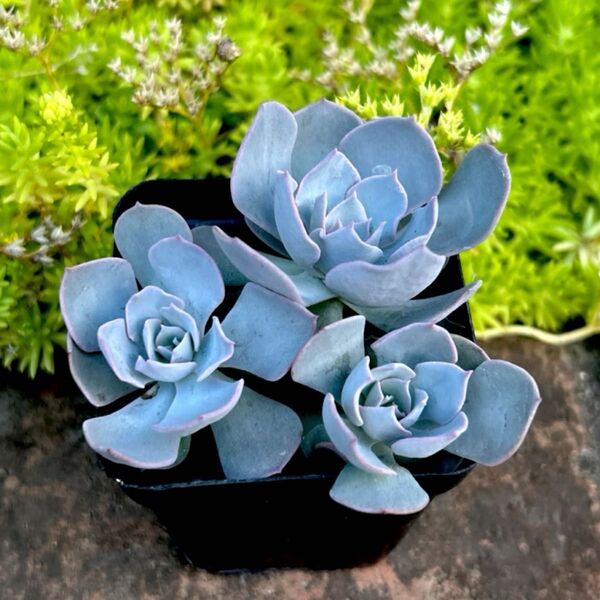 多肉植物 エケベリア サブセシリス 抜き苗 1ポット 3苗 現品