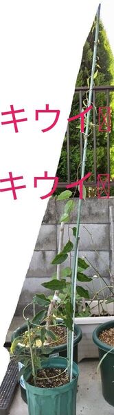 ベビーキウイ ケンズレッド 5年目の大苗