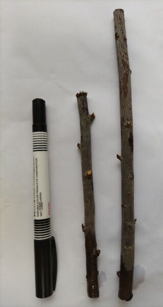 プルーン シュガー 2本 挿し穂 穂木 挿し木用の枝