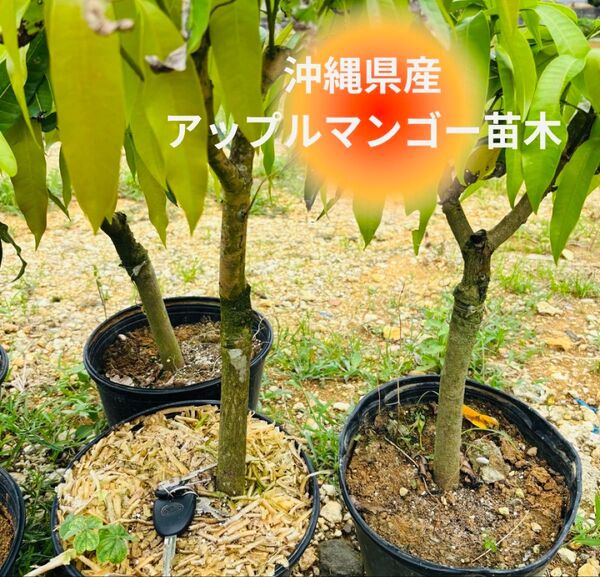 数量限定!!沖縄県産アップルマンゴー苗木 約3年もの貴重な苗木1本お送りします。