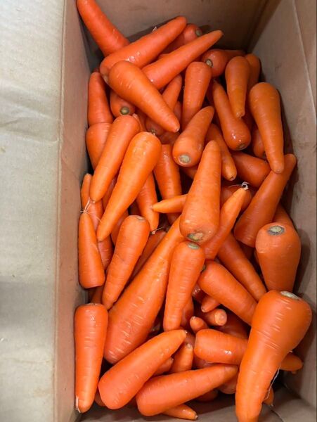 業務用価格!!送料無料!安い!野菜 人参 10kg 超訳あり 業務用