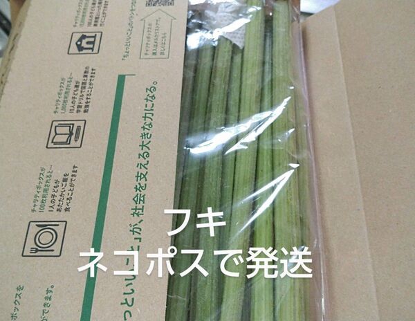 山菜 フキ 600g ふき 野蕗