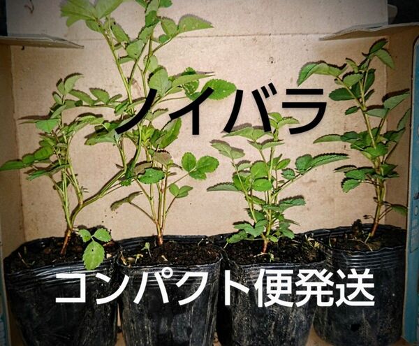 ノイバラ 棘なし種 茎の太さ4mm以下 7.5cmポット苗 4 ポット