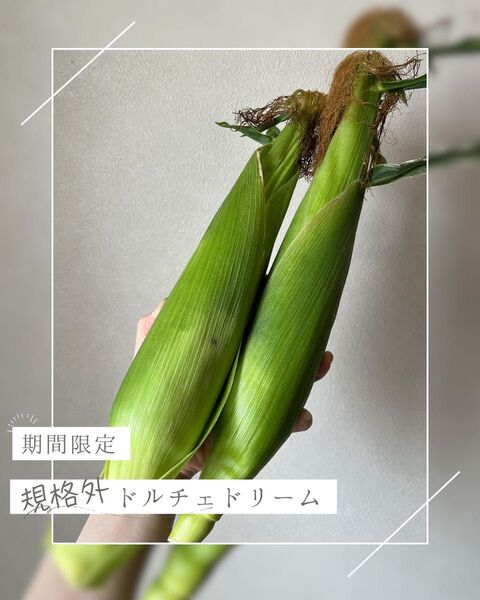 【規格外】12〜14本 5kg以内 ドルチェドリーム 甘い とうもろこし コーン
