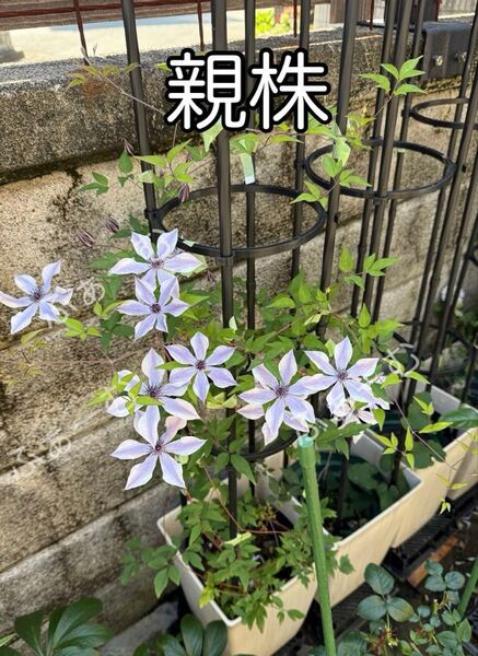 クレマチス【フロリダ系】