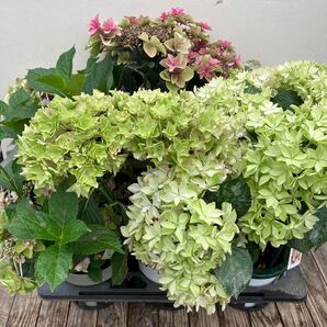 アジサイ6種類セット 植栽用 ハイドランジア