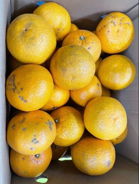 鹿児島県産】(訳あり)甘夏約9キロサイズお任せください