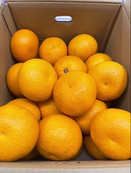 【和歌山県産】八朔 3Lサイズ約9kg になります。