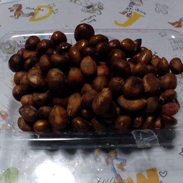 ビワの種 100粒