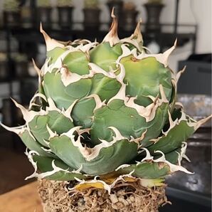 アガベ チタノタ 白鯨