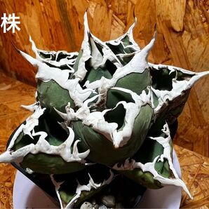 アガベ チタノタ 狼人