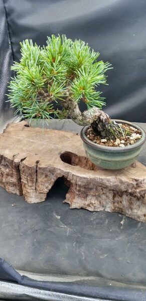 小品盆栽八房五葉松瑞祥