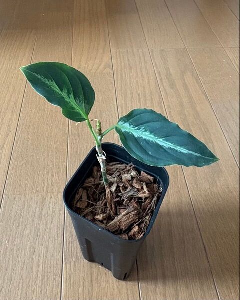 アグラオネマピクタムトリカラー aglaonema pictum tricolor