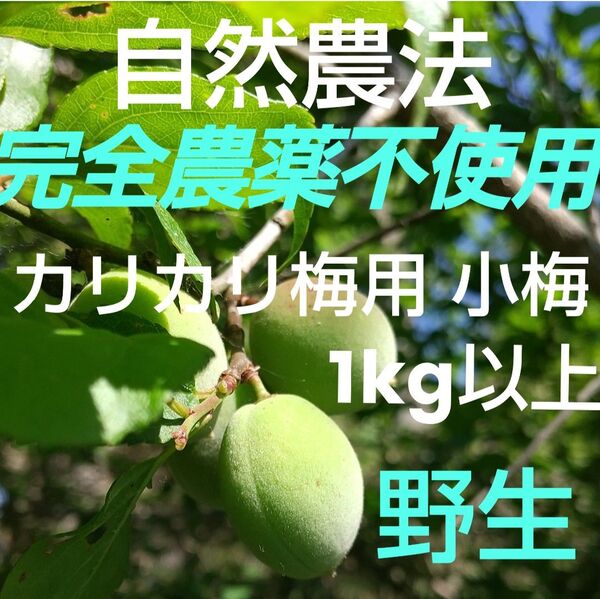 青梅 カリカリ梅用 完全無農薬(自然農法) 手摘み小梅 野生 1kg以上!