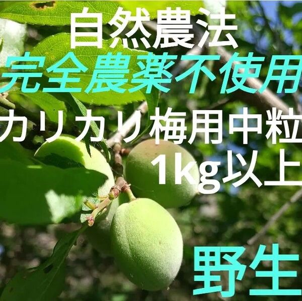 青梅 カリカリ梅用 完全無農薬(自然農法) 手摘み中粒梅 野生 1kg以上!