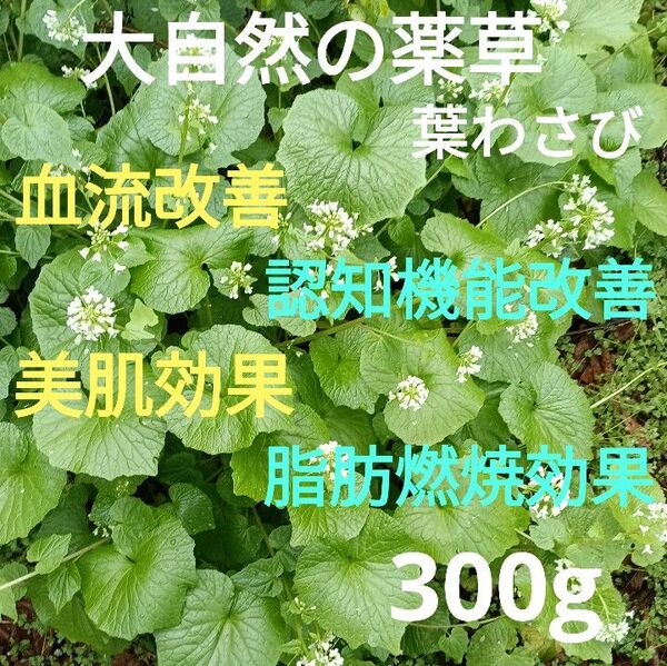 野生 葉わさび 300g!