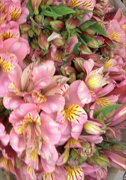 20本 切り花 アリストロメリア ピンク