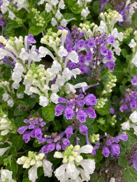 宿根多年草タツナミソウ紫花、白花大きめ各1苗