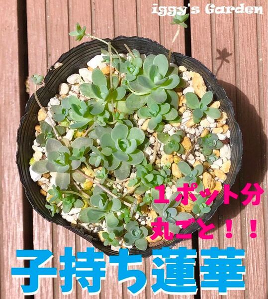 【多肉】子持ち蓮華1ポット分丸ごと【抜き苗】