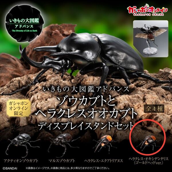 ヘラクレスオキシデンタリス いきもの大図鑑アドバンス オンライン版 台座下翅付き