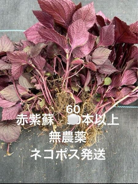 無農薬 赤紫蘇 赤しそ 苗 小さい苗 60本 梅干し シソジュース ネコポス発送 抜き苗